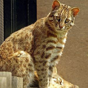 Tsushima Leopard cat