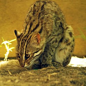 Tsushima Leopard cat