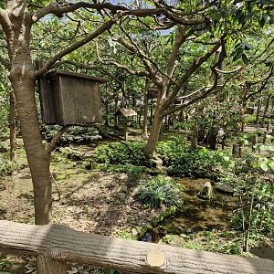 Squirrel walk through