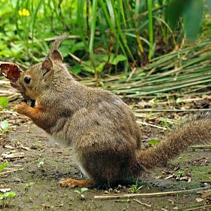 Japanese squirrel