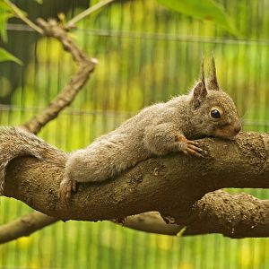 Japanese squirrel