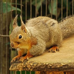 Japanese squirrel