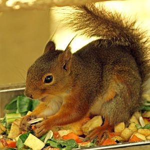 Japanese squirrel