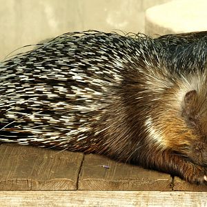 African crested porcupine