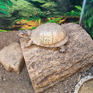 Alley Pond Environmental Center - Terrapene carolina carolina