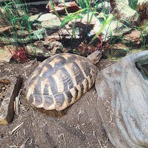 Alley Pond Environmental Center - Testudo hermanni