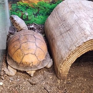 Alley Pond Environmental Center - Terrapene (carolina) triunguis