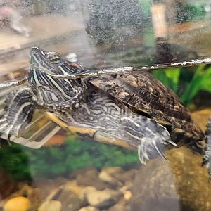 Alley Pond Environmental Center - Red-eared Slider