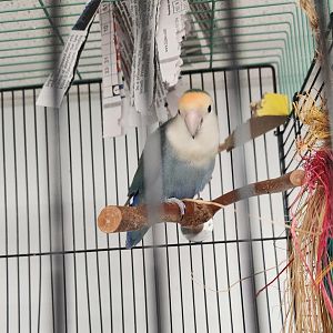 Alley Pond Environmental Center - Peach-faced Lovebird