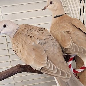 Alley Pond Environmental Center - Collared Doves