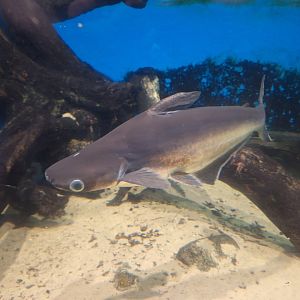 Fish ID - Flamingo Land