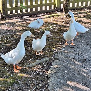 Duck breed ID - Flamingo Land
