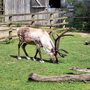 Reindeer