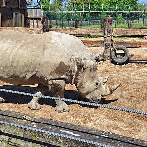 White Rhinoceros