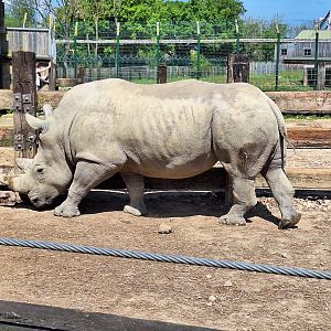 White Rhinoceros