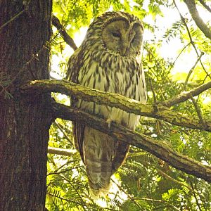 Ural owl