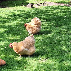 Orpington Chickens