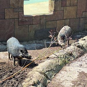 Visayan Warty Pigs