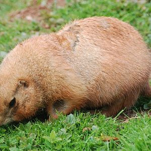 Black-tailed Praire Dog - Cynomys ludovicianus