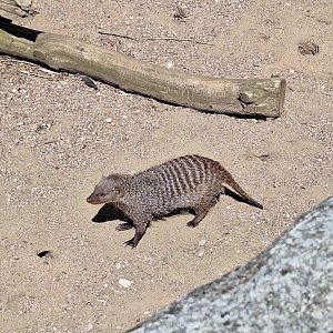 Banded Mongoose