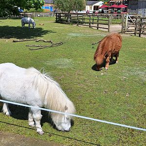 Shetland Ponies