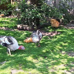 Royal Palm Turkeys and Orpington Chickens