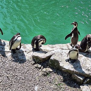 Humboldt Penguins