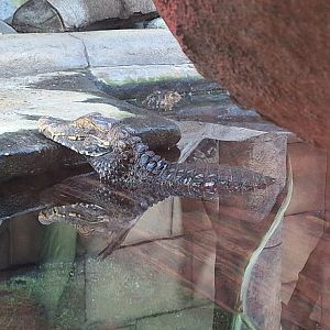 Cuvier's Dwarf Caiman