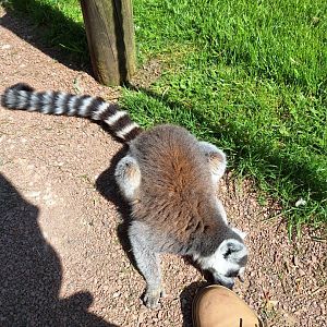 Ring-tailed Lemur