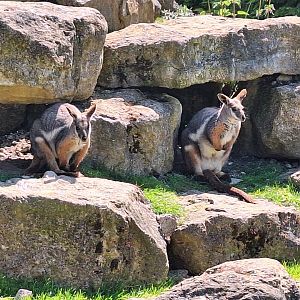 Yellow-footed Wallabies