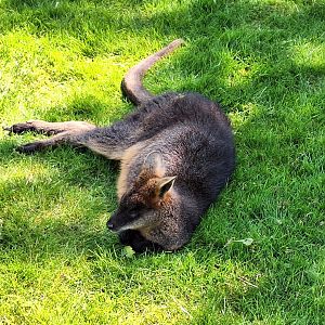Swamp Wallaby