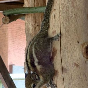 Swinhoe's Striped Squirrel - Tamiops swinhoei