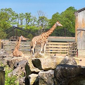 Giraffes