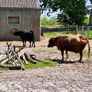 Dexter Cows (I think)