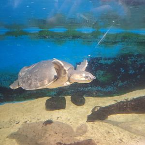 Pig-nosed River Turtle