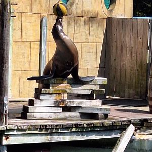 California Sea Lion