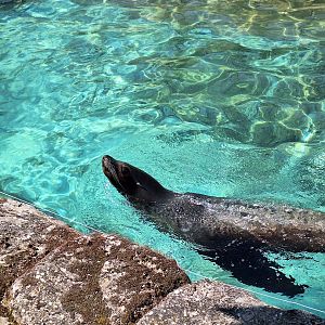 California Sea Lion