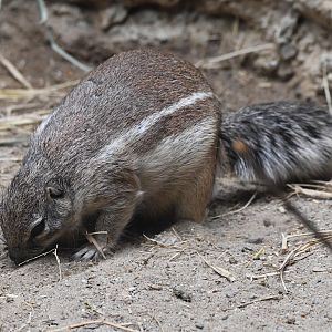 Cape Ground Squirrel - Geosciurus inauris