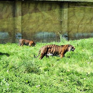 Sumatran Tigers