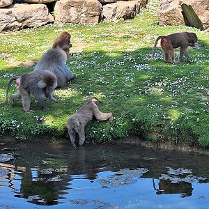 Hamadryas Baboons