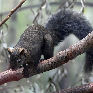 Yucatan Squirrel - Sciurus yucatanensis