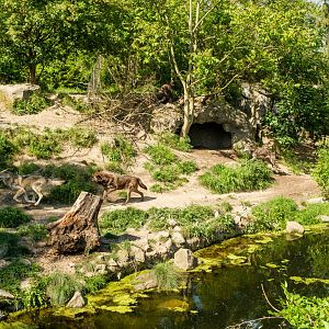 Part of the wolf exhibit at Zoo Hannover