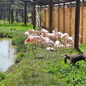 Greater Flamingos