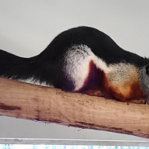 Sumatran Prevost's Squirrel - Callosciurus prevostii rafflesi