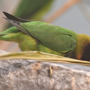 Black-cheeked Lovebird - Agapornis nigrigenis