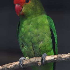 Black-winged Lovebird - Agapornis taranta