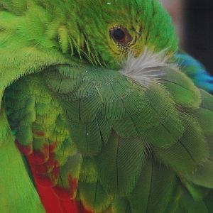 Red-winged Parrot - Aprosmictus erythropterus