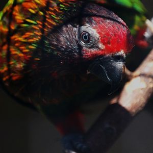 Yellow-streaked Lory - Chalcopsitta scintillata