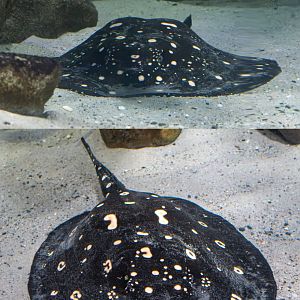 Stingray ID - Palmiarnia Gliwice