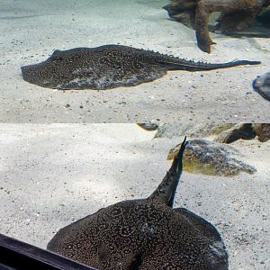 Stingray ID - Palmiarnia Gliwice